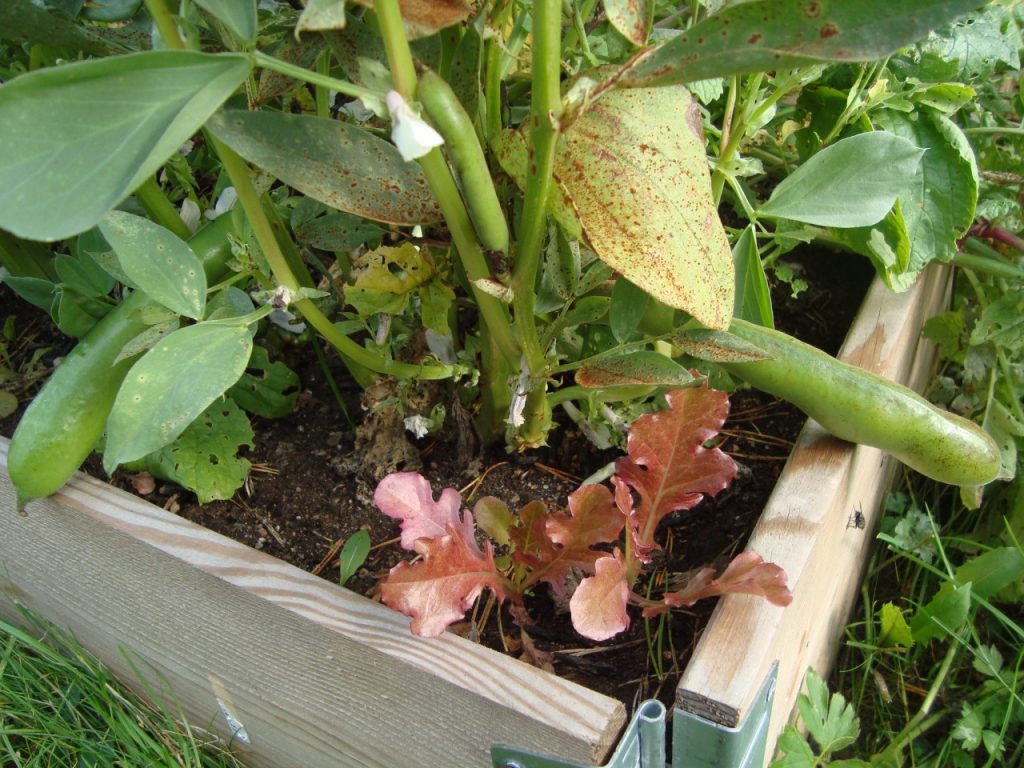 broad bean