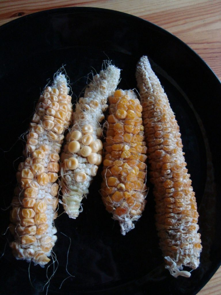 sweet corn