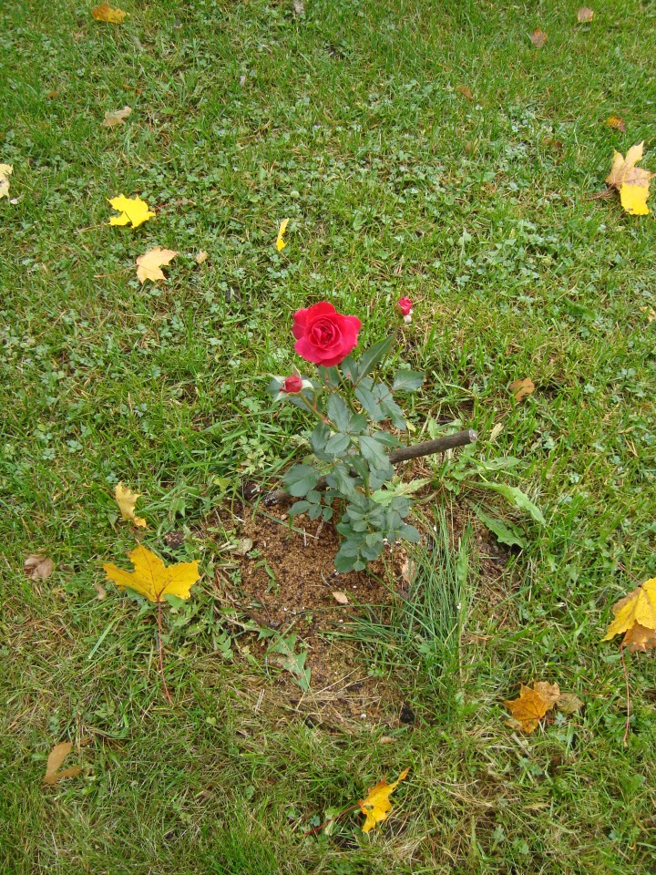 October rose