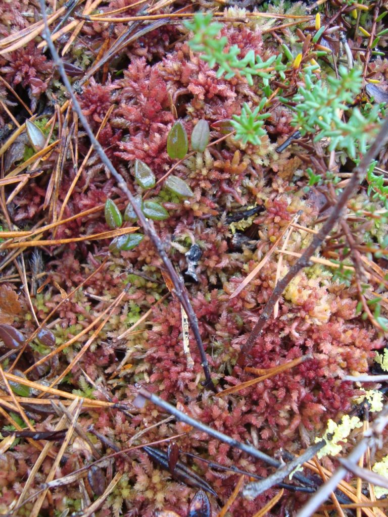red moss