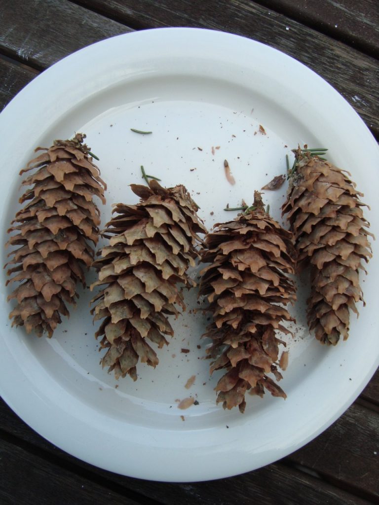 spruce cones