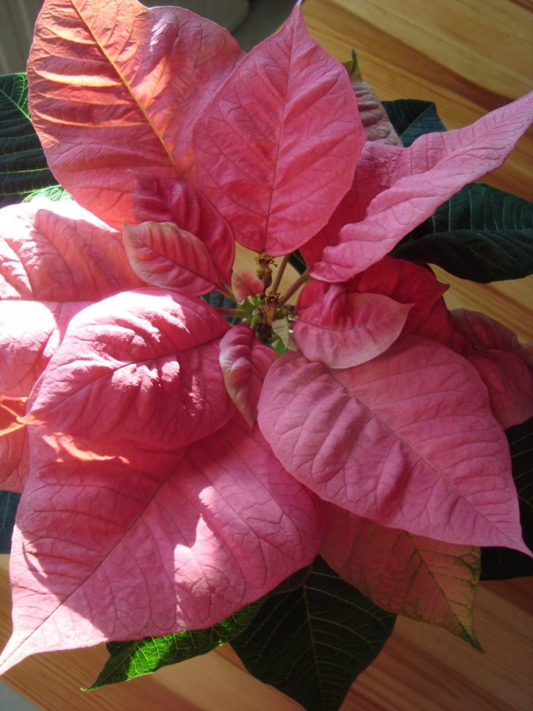 poinsettia