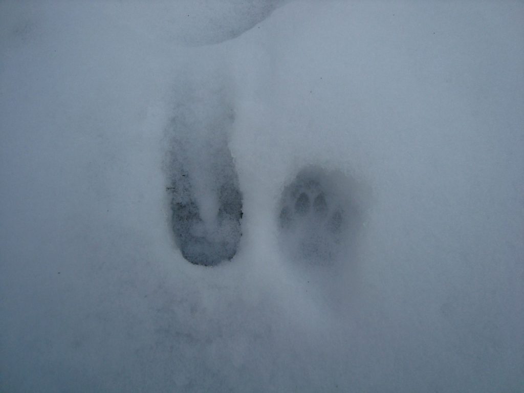deer hoof print, cat paw print in snow
