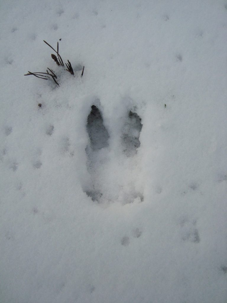 deer hoof print in snow