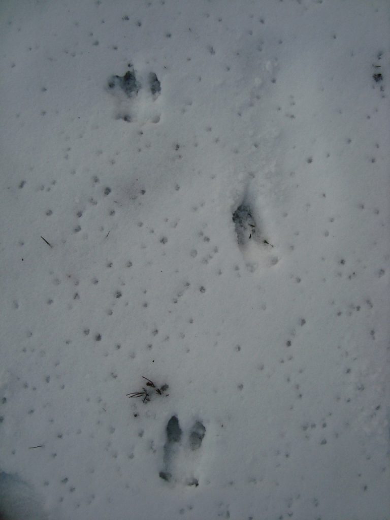 deer tracks in snow