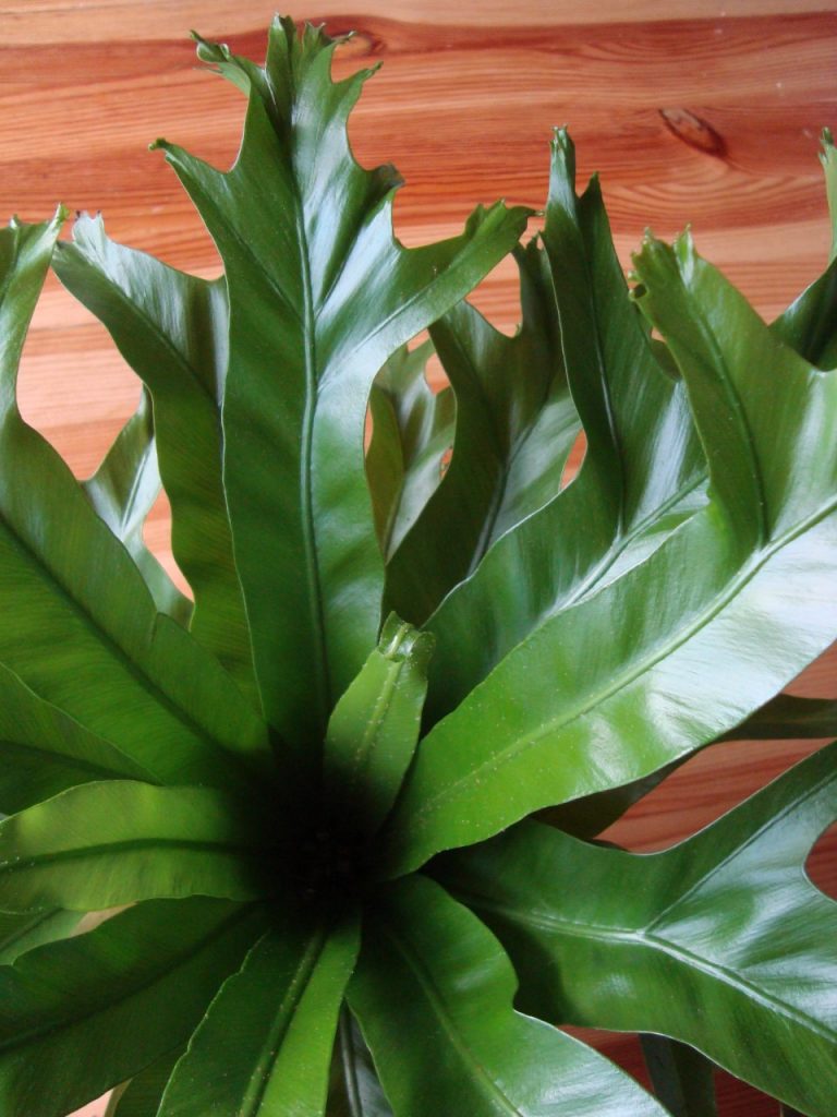 staghorn fern