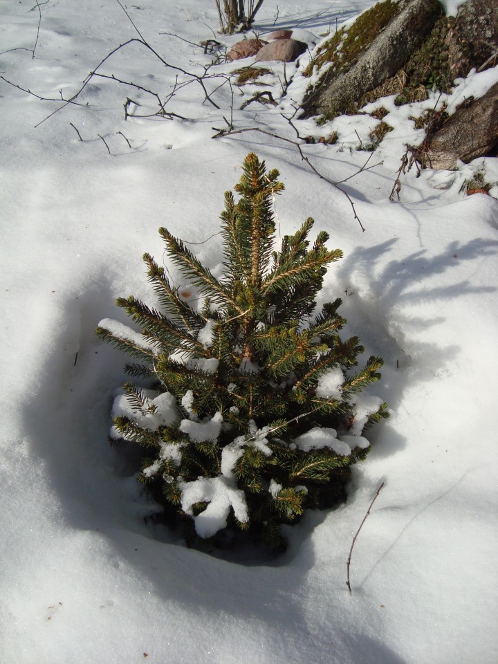 dwarf spruce, March