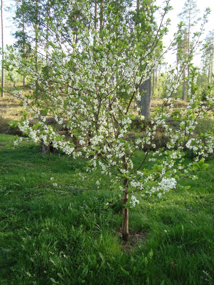 Plum tree blooming