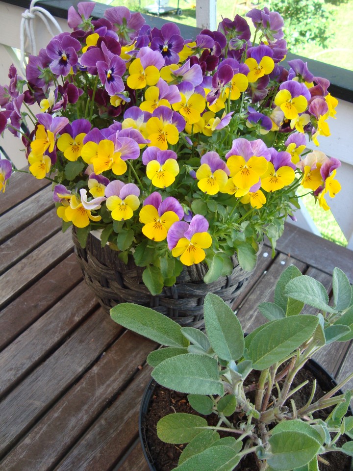 viola flowers & sage