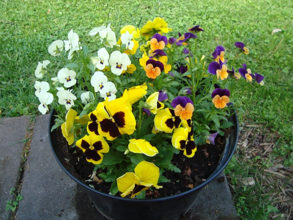 viola flowers