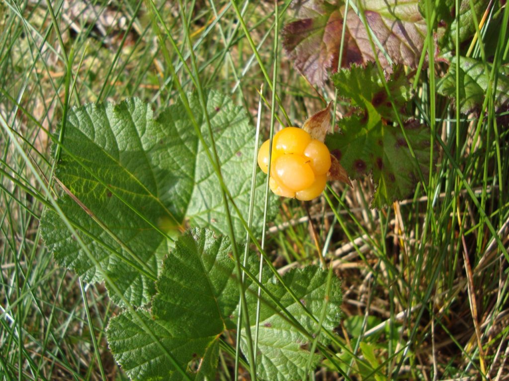 summer - kesä