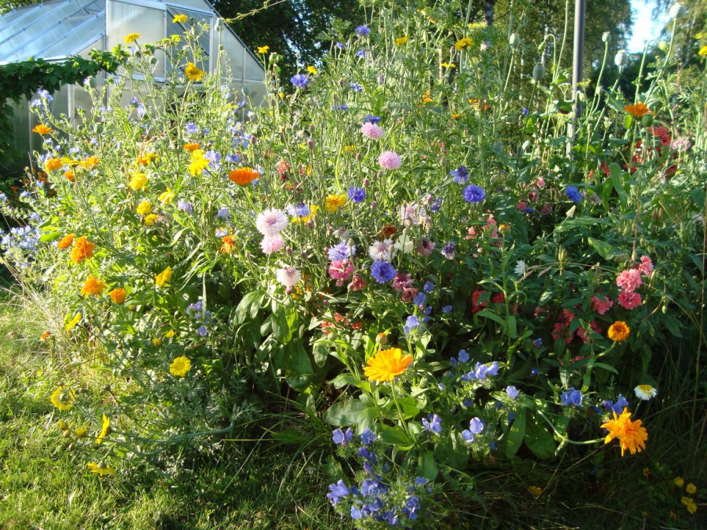 summer - kesä