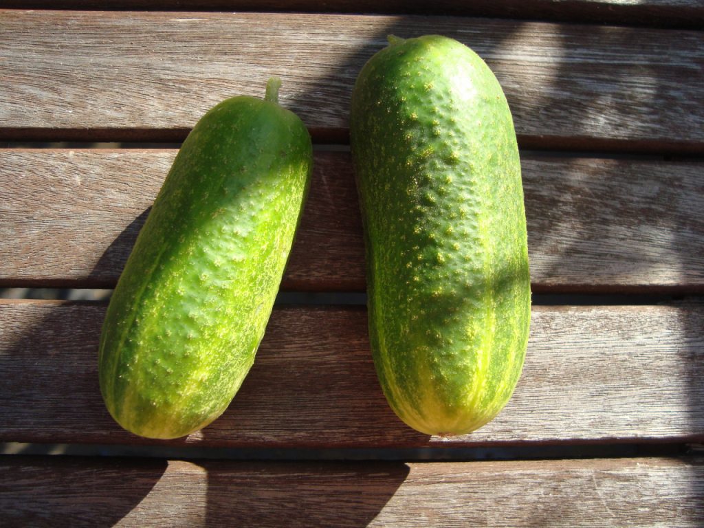 cucumbers