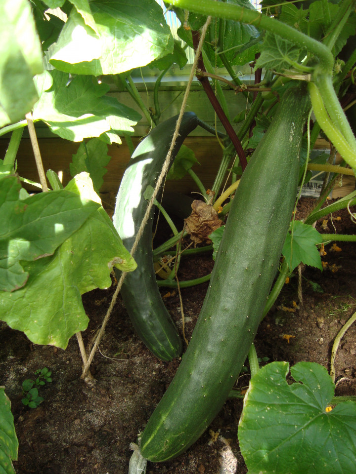cucumbers, greenhouse