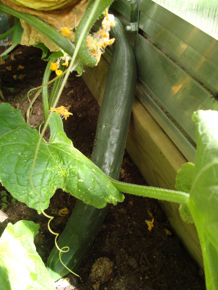 cucumber, greenhouse