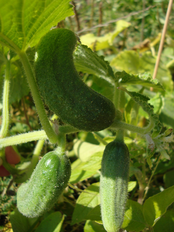 cucumbers, open field