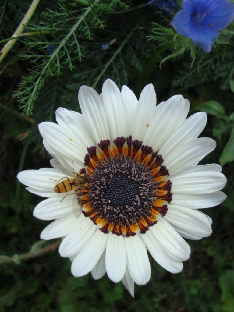 tricolor daisy