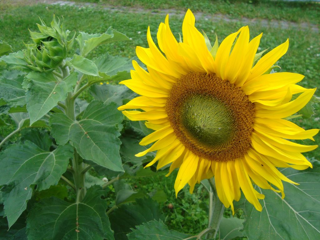 sunflower