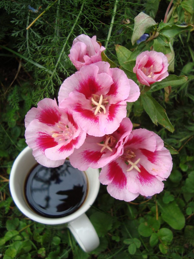 clarkia amoena, godetia