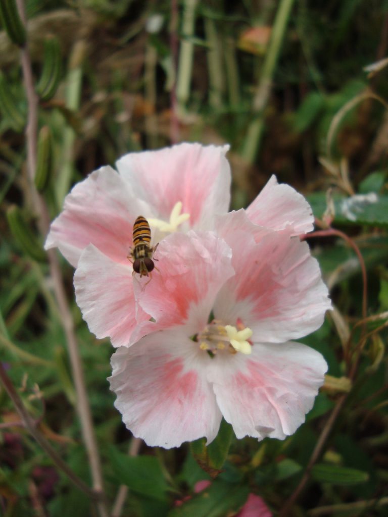 clarkia amoena, godetia