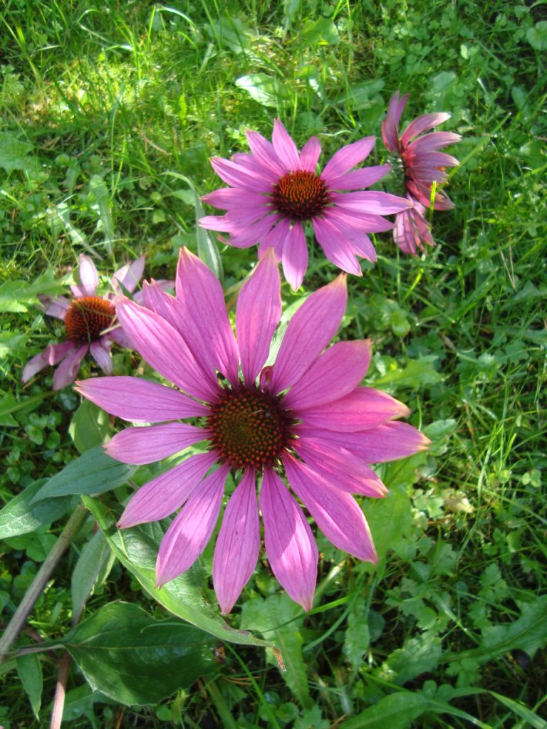 purple coneflower