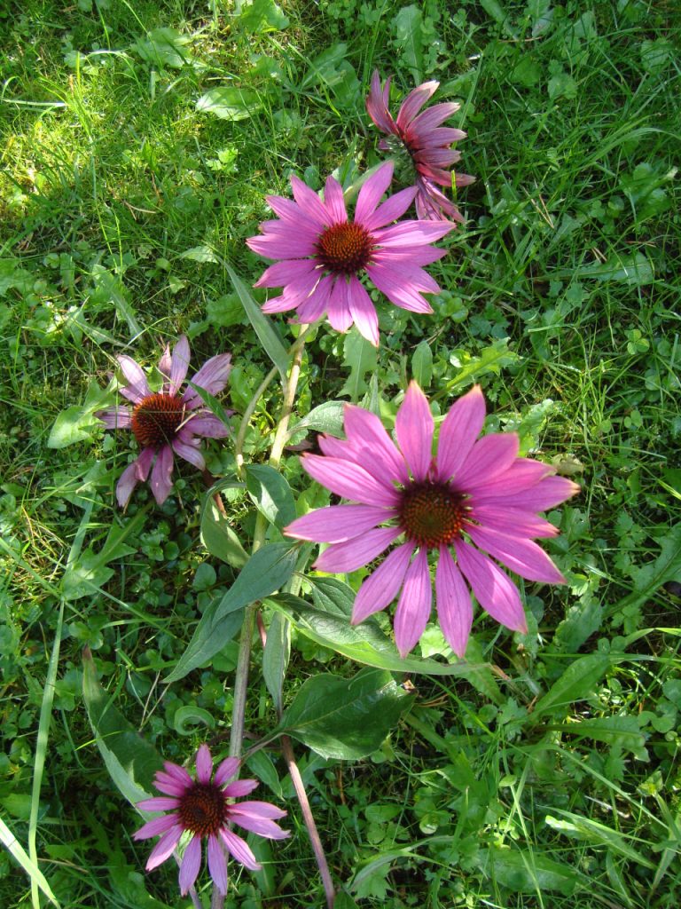 purple coneflower