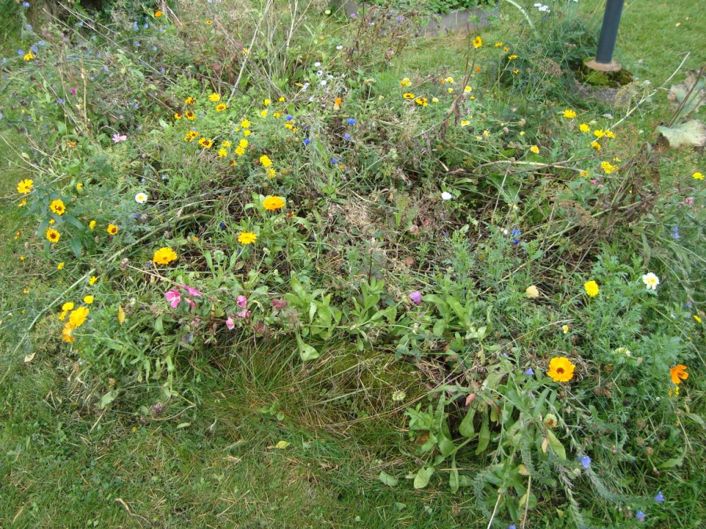 summer flower bed in September