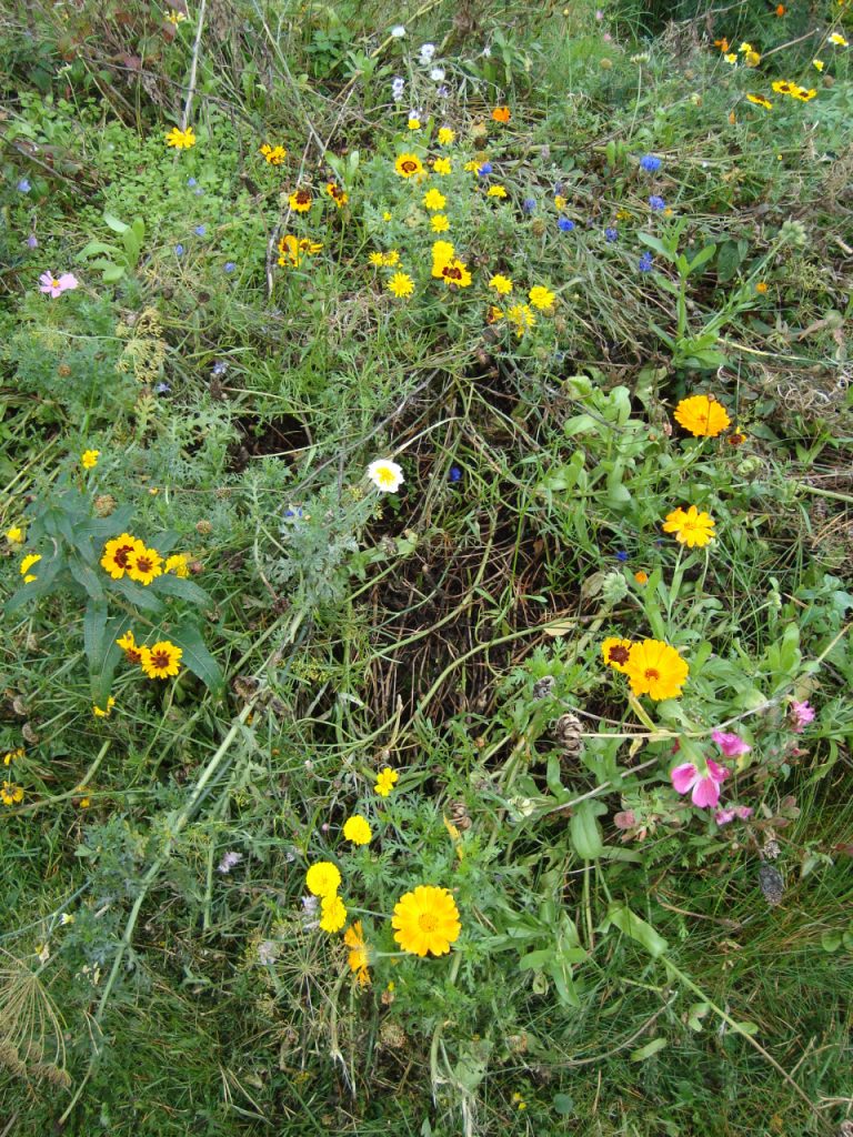 summer flowers in September