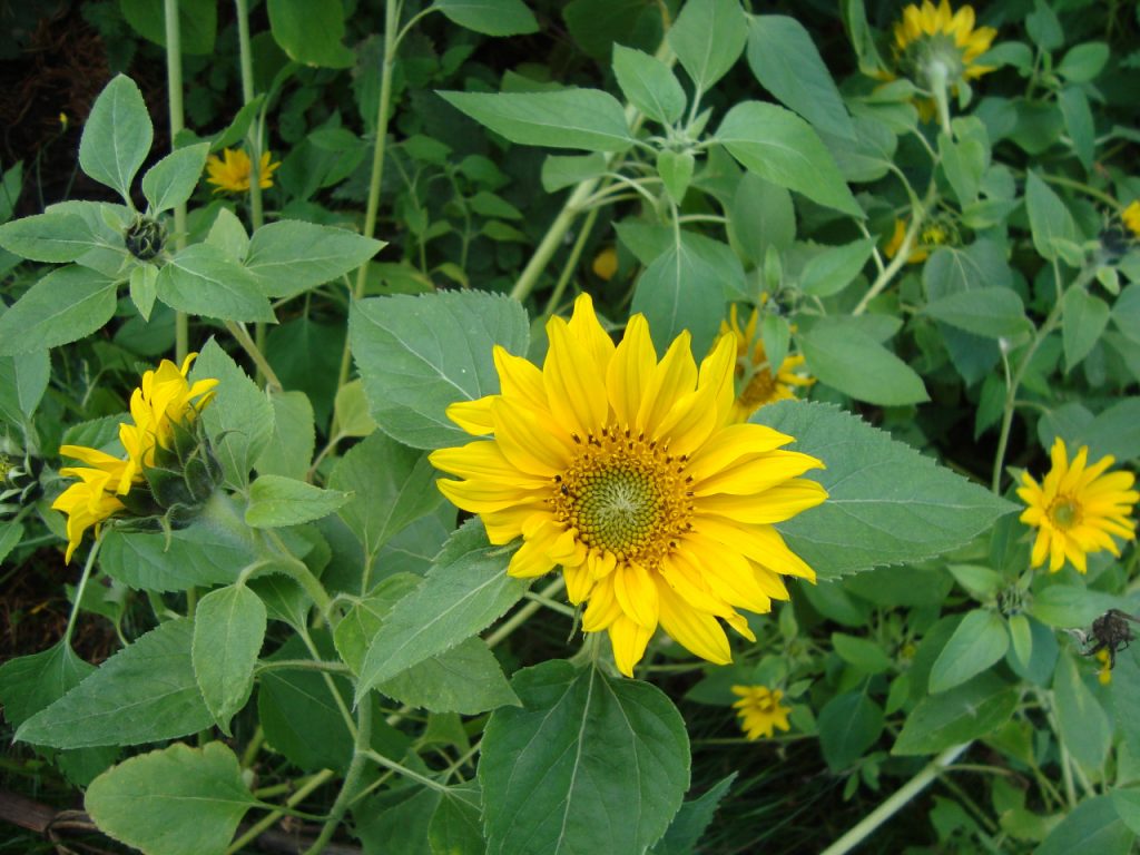 sunflowers