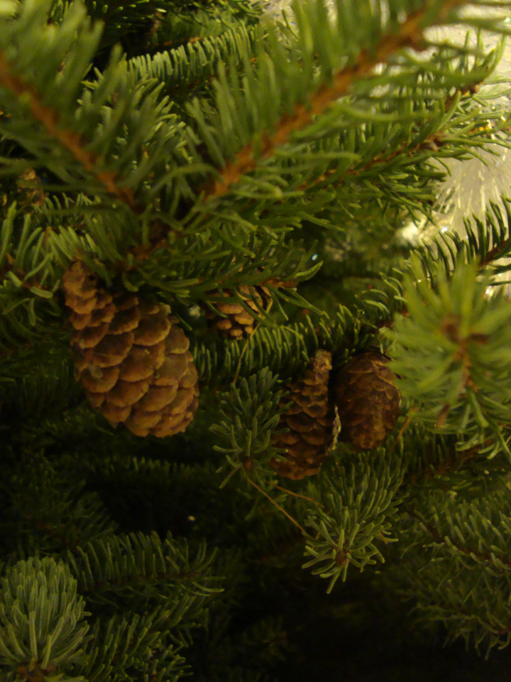 cones in Christmas tree