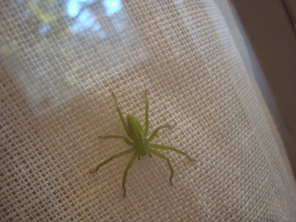 green huntsman spider