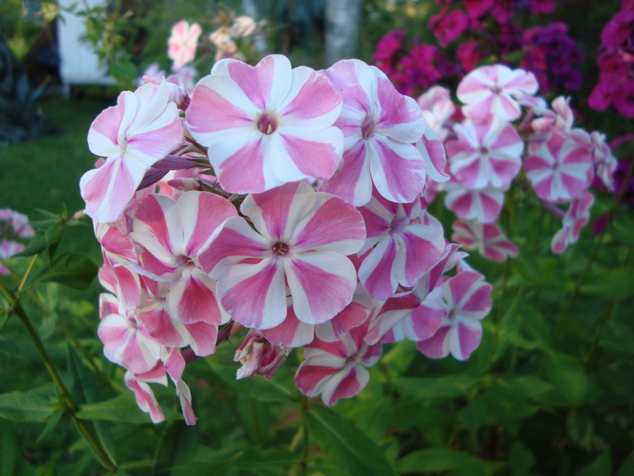 Phlox Paniculata Owlnature